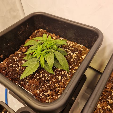 #002 K - Orion F1 Hybrid growlog timeline photo