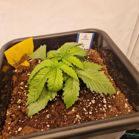 #001 M - OG Kush growlog timeline photo
