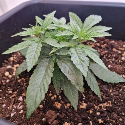 #002 K - Orion F1 Hybrid growlog photo: Before Trim