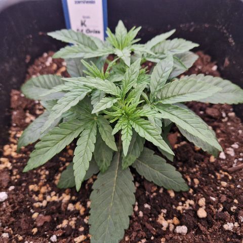 #002 K - Orion F1 Hybrid growlog photo: Before Trim