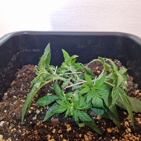 #002 K - Orion F1 Hybrid growlog timeline photo