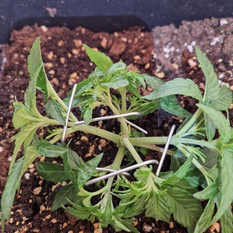 #002 K - Orion F1 Hybrid growlog photo: After Trim