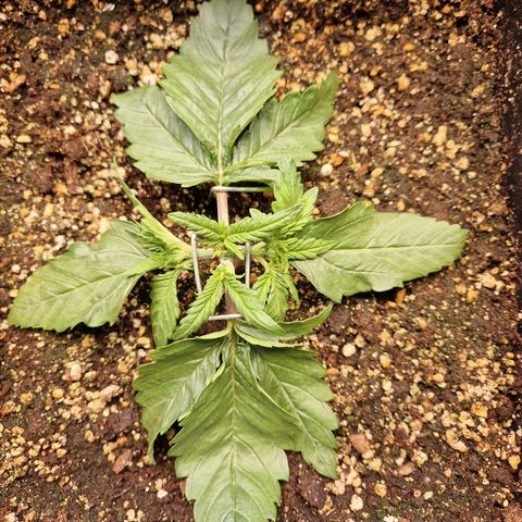 #003 M - Afghani growlog timeline photo