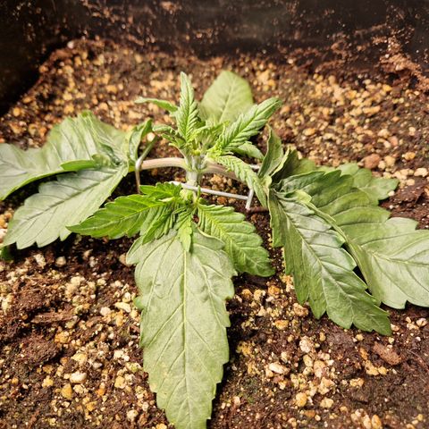 #003 M - Afghani growlog timeline photo