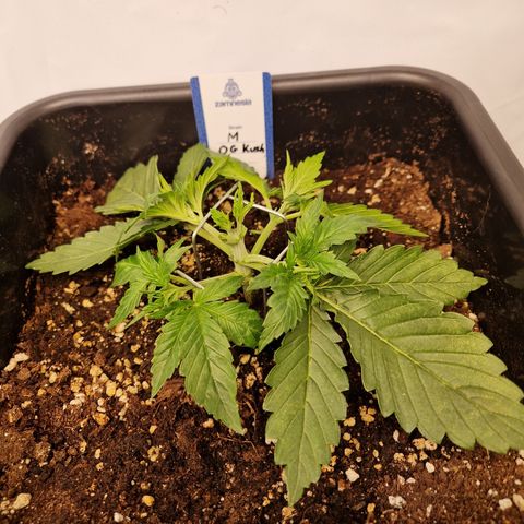 #001 M - OG Kush growlog timeline photo
