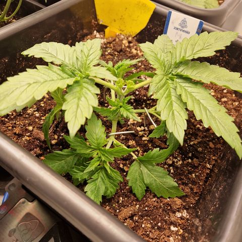 #002 M - Tangerine Dream growlog timeline photo