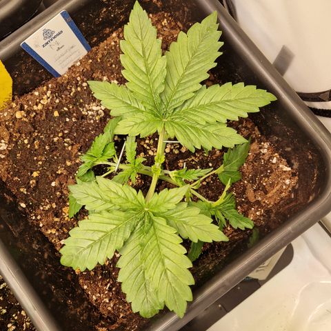 #002 M - Tangerine Dream growlog timeline photo