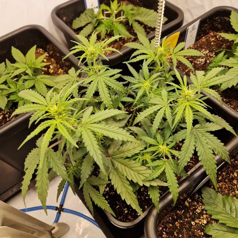 #001 K - NYC Sour D Auto growlog timeline photo