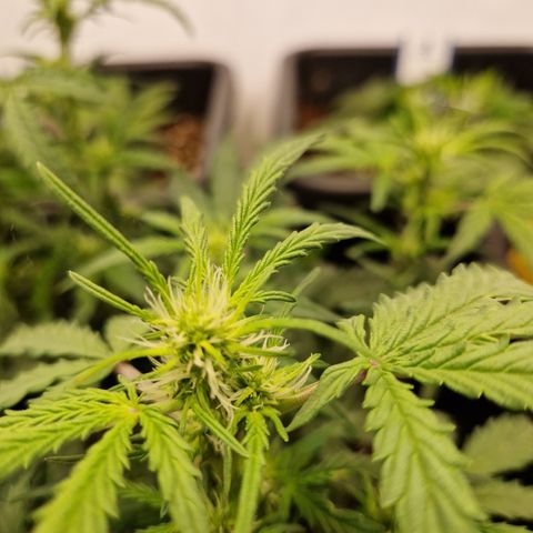 #001 K - NYC Sour D Auto growlog timeline photo