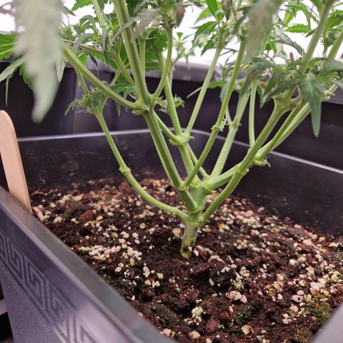#001 K - NYC Sour D Auto growlog timeline photo