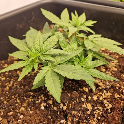 #002 K - Orion F1 Hybrid growlog timeline photo