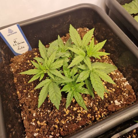 #002 K - Orion F1 Hybrid growlog timeline photo