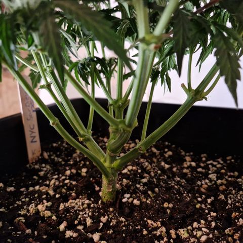 #001 K - NYC Sour D Auto growlog timeline photo