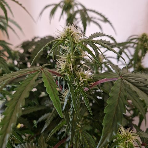 #001 K - NYC Sour D Auto growlog timeline photo