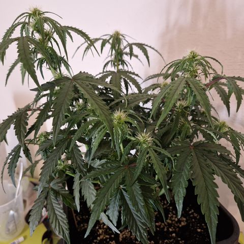 #001 K - NYC Sour D Auto growlog timeline photo