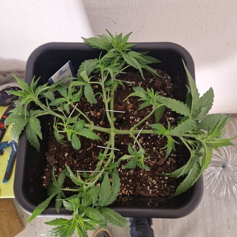 #002 K - Orion F1 Hybrid growlog timeline photo