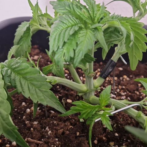 #001 M - OG Kush growlog timeline photo
