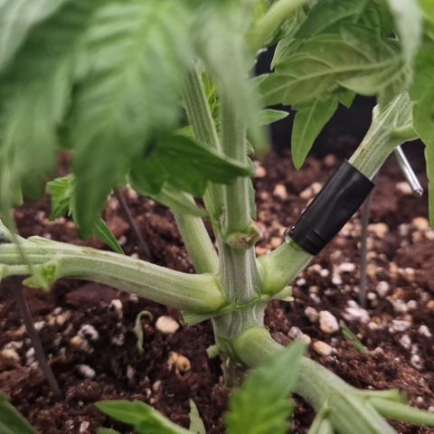 #001 M - OG Kush growlog timeline photo