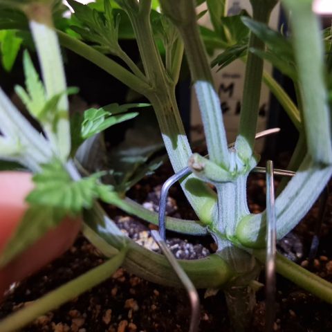 #001 M - OG Kush growlog timeline photo