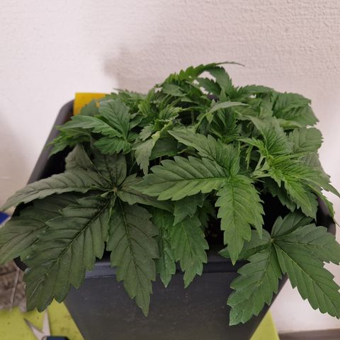 #002 M - Tangerine Dream growlog timeline photo