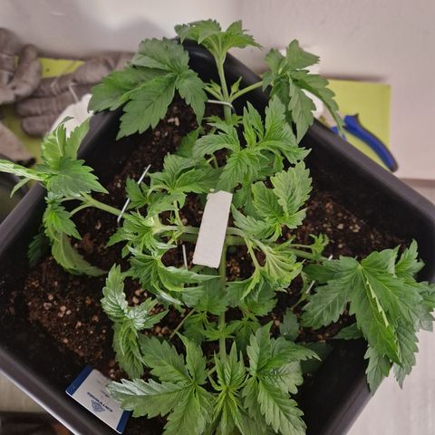 #002 M - Tangerine Dream growlog timeline photo