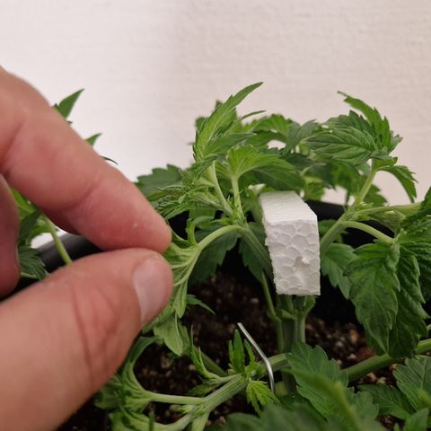 #002 M - Tangerine Dream growlog timeline photo