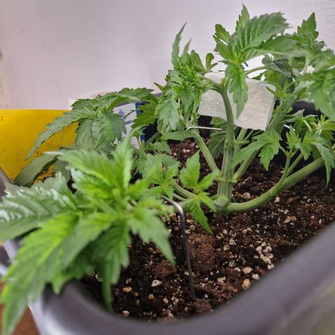 #002 M - Tangerine Dream growlog timeline photo