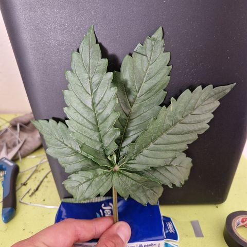 #002 M - Tangerine Dream growlog timeline photo