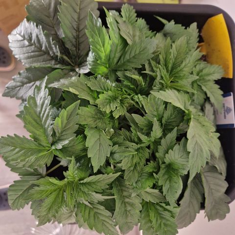 #002 M - Tangerine Dream growlog timeline photo