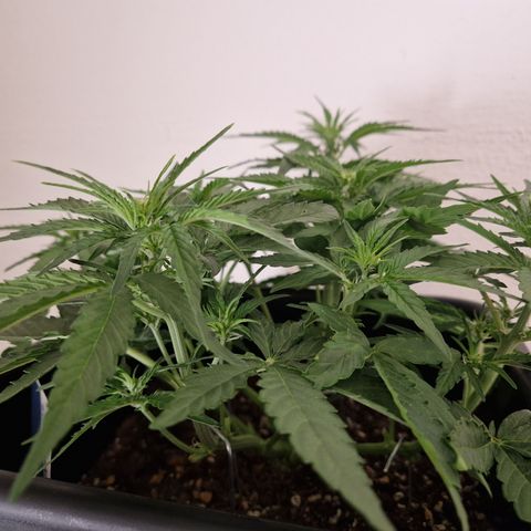 #002 K - Orion F1 Hybrid growlog timeline photo
