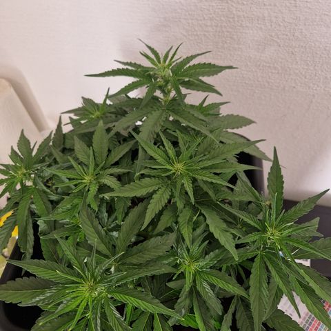 #002 K - Orion F1 Hybrid growlog timeline photo