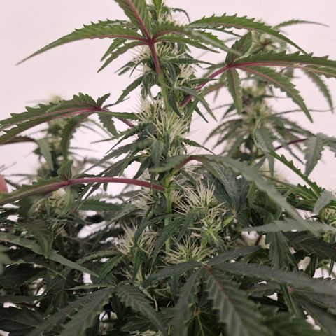 #001 K - NYC Sour D Auto growlog timeline photo