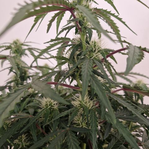 #001 K - NYC Sour D Auto growlog timeline photo