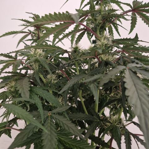#001 K - NYC Sour D Auto growlog timeline photo