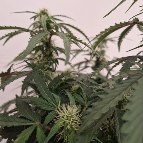 #001 K - NYC Sour D Auto growlog timeline photo