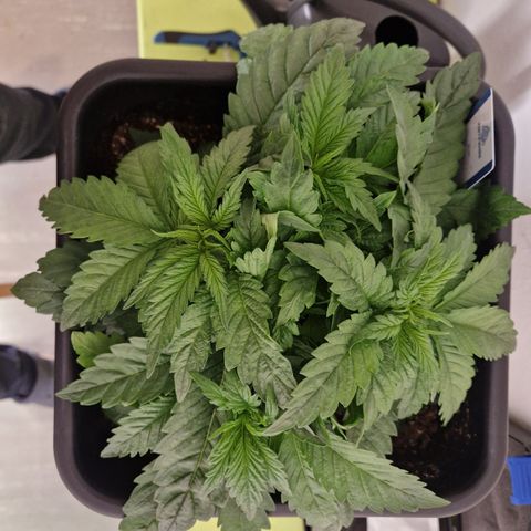 #003 M - Afghani growlog timeline photo