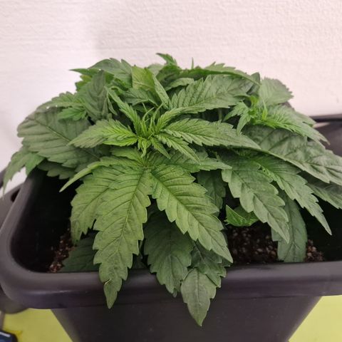 #003 M - Afghani growlog timeline photo