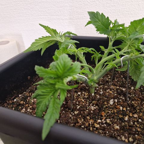 #003 M - Afghani growlog timeline photo