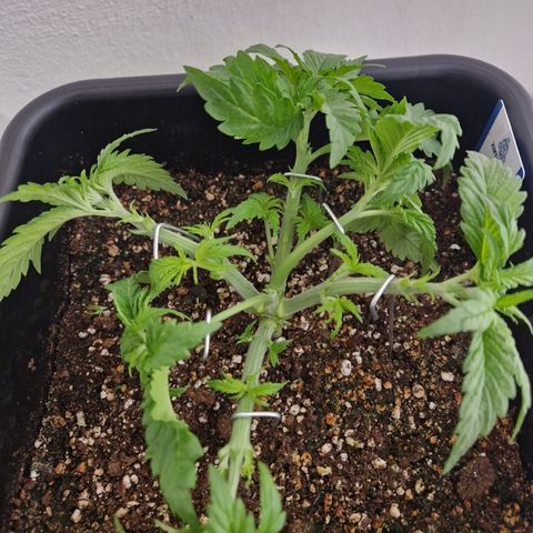 #003 M - Afghani growlog timeline photo