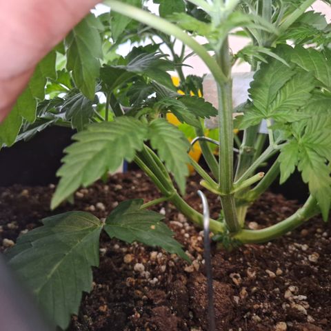 #002 M - Tangerine Dream growlog timeline photo