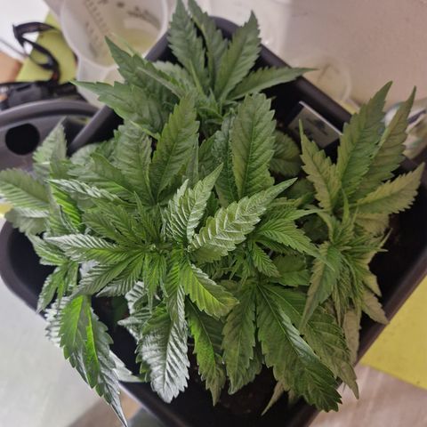 #001 M - OG Kush growlog timeline photo