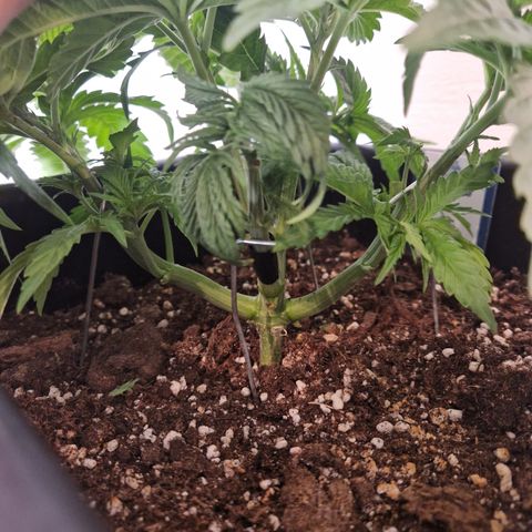 #001 M - OG Kush growlog timeline photo