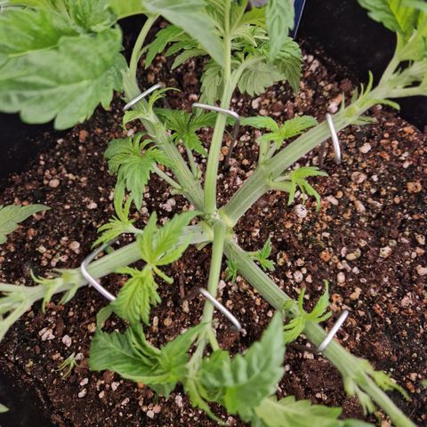 #003 M - Afghani growlog timeline photo