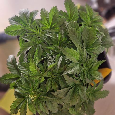 #002 M - Tangerine Dream growlog timeline photo