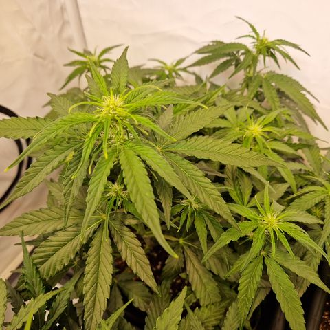 #002 K - Orion F1 Hybrid growlog timeline photo