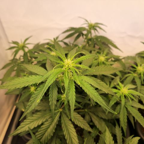 #002 K - Orion F1 Hybrid growlog timeline photo