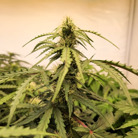 #001 K - NYC Sour D Auto growlog timeline photo