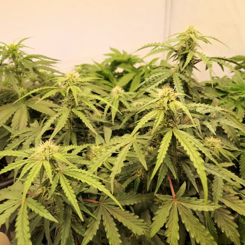 #001 K - NYC Sour D Auto growlog timeline photo