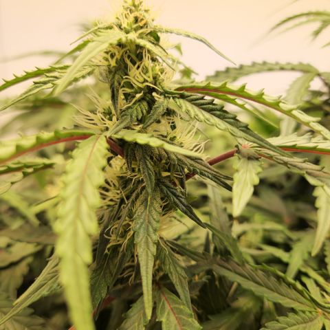 #001 K - NYC Sour D Auto growlog timeline photo