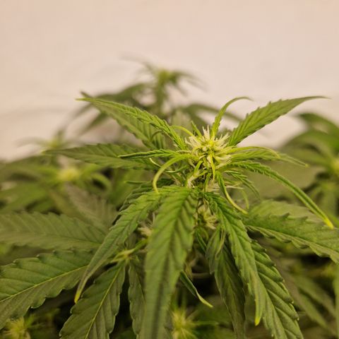 #002 K - Orion F1 Hybrid growlog timeline photo